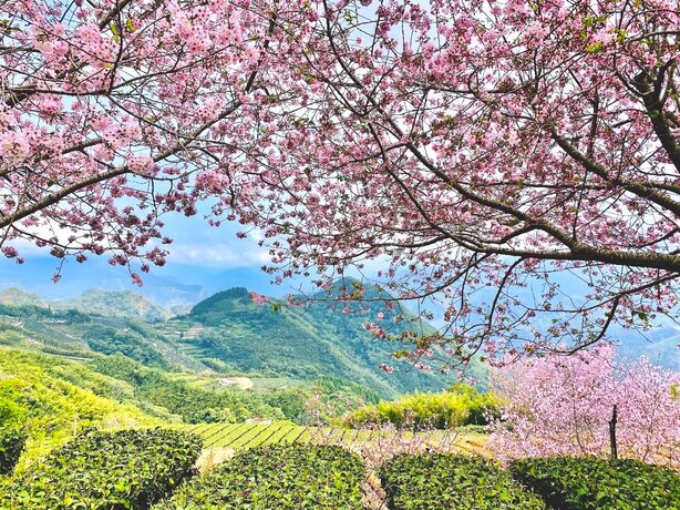 阿里山櫻花季【阿里山賞櫻攻略】推薦必去拍照景點、櫻花花況、賞櫻路線、交通懶人包
                            