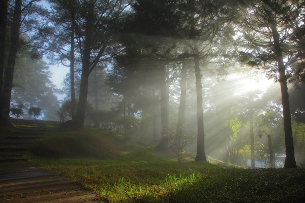 2026阿里山景點｜阿里山行程規劃兩天一夜，園區內住宿、門票優惠、美食懶人包總整理
                            