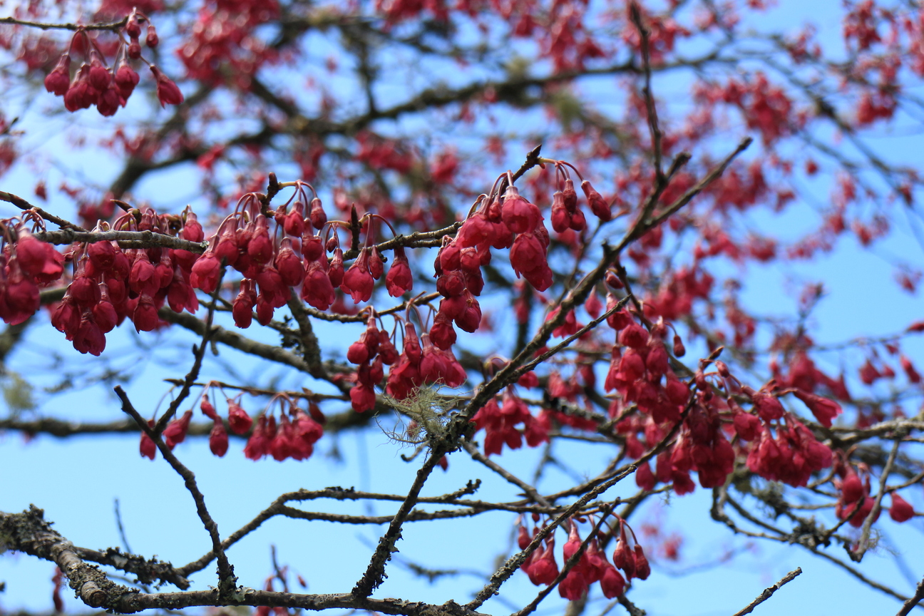 山櫻花