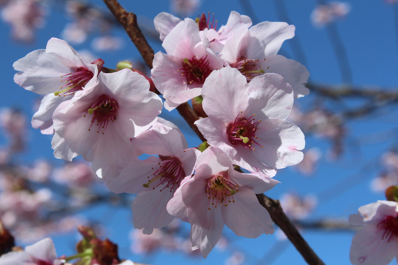 Prunus lannesiana