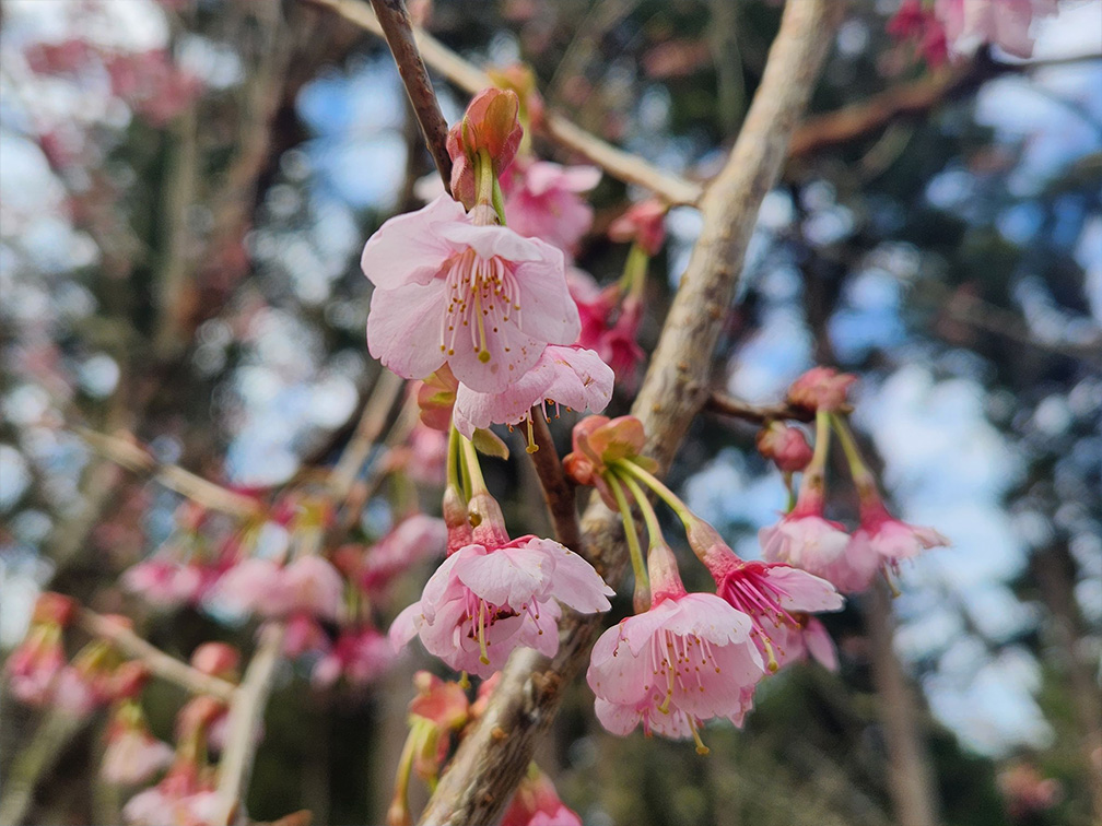 Prunus campanulata(Ryukyu Islands.)