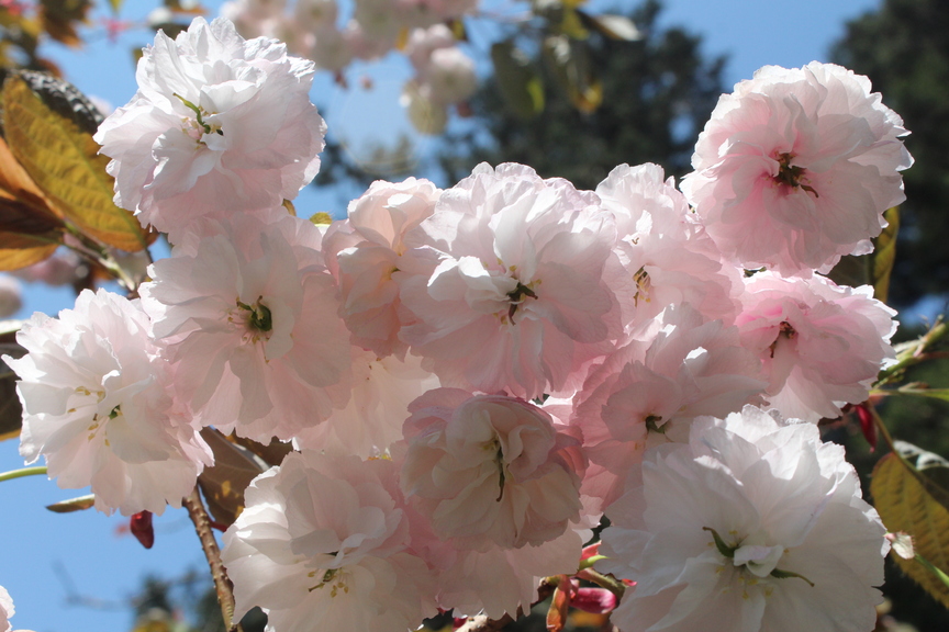 Cerasus Sato-zakura Group 'Albo-rosea' Makino