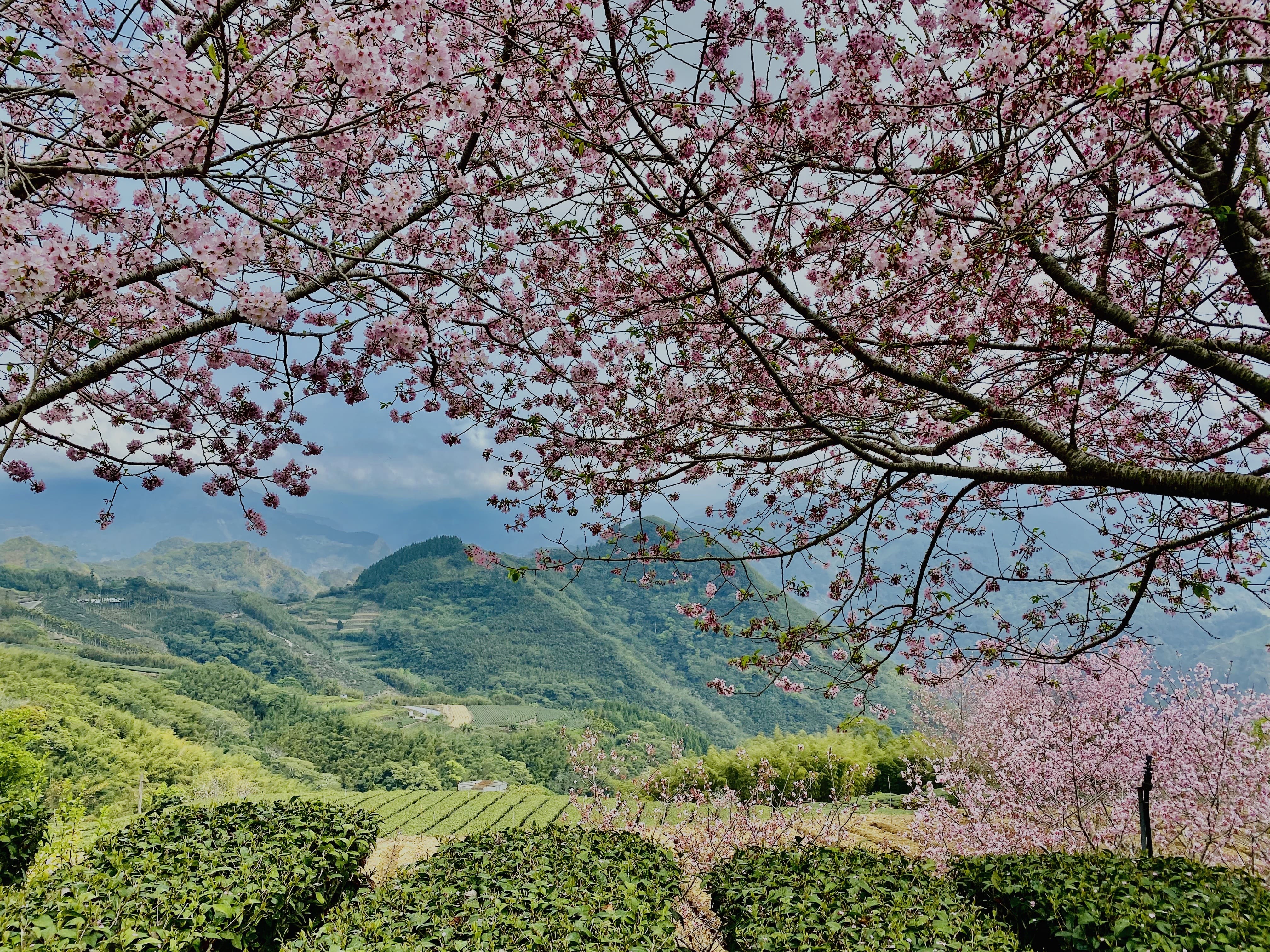 阿里山國家森林遊樂區