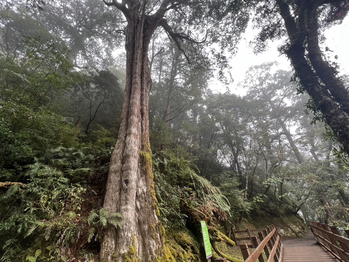 拉拉山國家森林遊樂區